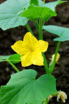 Yellow cucumber flower