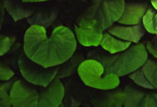 Изменённая картинка с зелёными листьями
