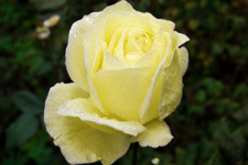 Жёлтая роза