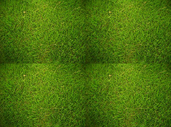 Фото зелёной травы
